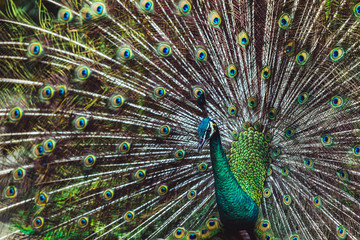 Naklejka premium Colorful dancing indian male peacock and its wonderful colorful tail. Portrait close up. Multicolor feather pattern as background or texture