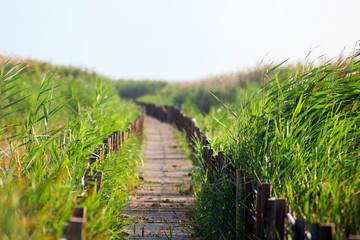 Obraz premium The reeds with bridge in bird sanctuary Turkey.