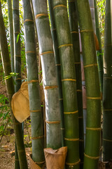 bamboo on a black background