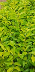 A different Green