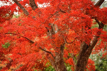 朝の公園の秋の風景です。