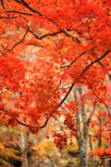 朝の公園の秋の風景です。