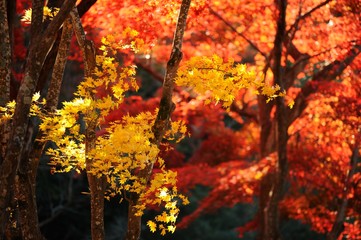 朝の公園の秋の風景です。