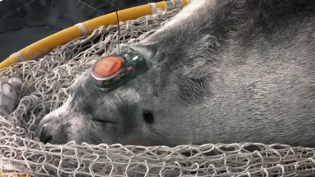 A bearded seal with an interesting tracking device attached to its head, 2010s