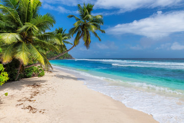 Fototapeta na wymiar Paradise beach. Coconut palm trees on white sunny beach and Caribbean sea. Summer vacation and tropical beach concept. 