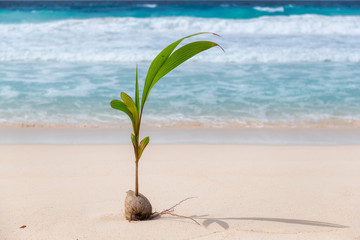 Fototapeta na wymiar Young coconut palm tree on the beach sand in tropical island.