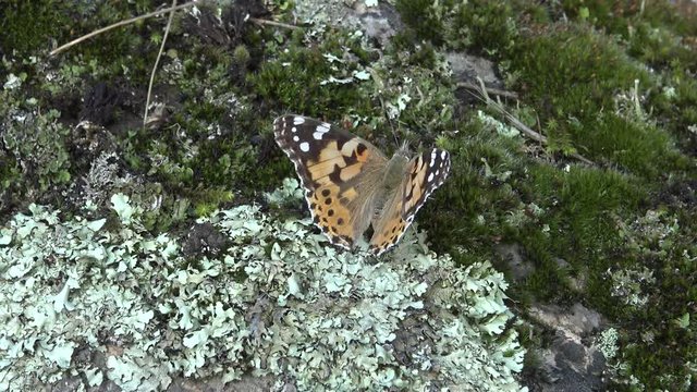 Vanessa cardui is a well-known colourful butterfly, known as the painted lady, cosmopolitan.