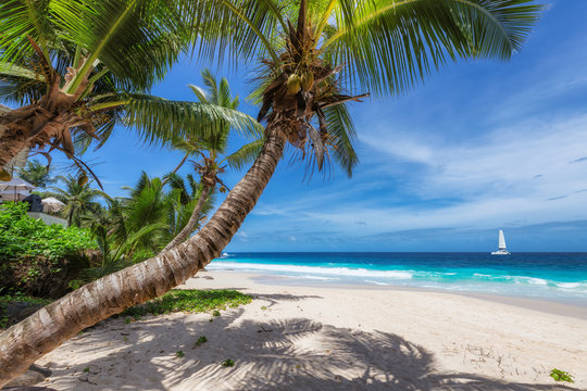 Sandy beach with coco palm and a sailing boat in the turquoise sea on Paradise island.
