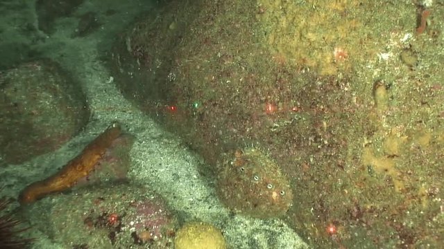 Underwater footage of a white California Abalone shellfish, 2010s
