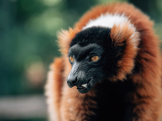 angry red ruffed lemur