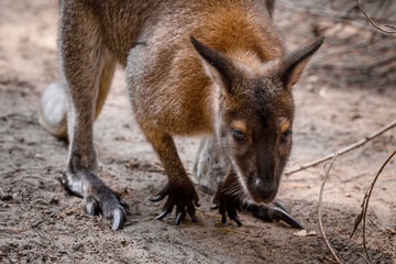 Fototapeta premium kangaroo