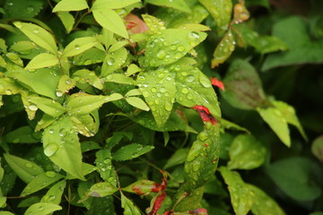  生い茂る低木の葉