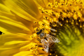 Bee on Sunflower