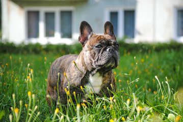 French bulldog in the garden