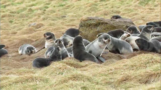 Northern Fur Seal cubs socializing in a field on the Pribilof Islands