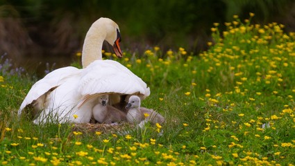 cygne et ses petits © Hibou.Matinal