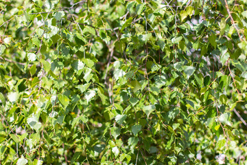 Birch foliage, green natural birch leaves, background wallpaper