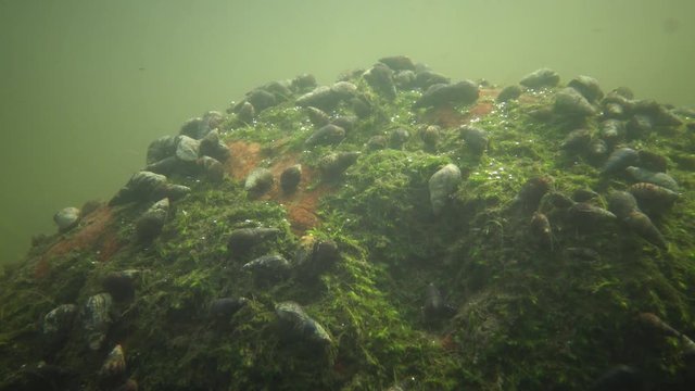 Freshwater gastropods on a stone in the South Bug River, Ukraine
