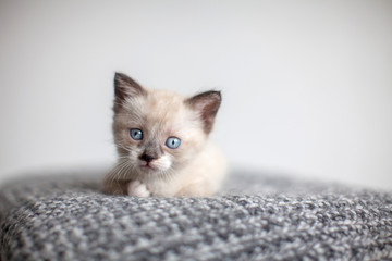 Kitten on a knitted blanket