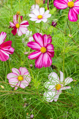 Many fresh Cosmos bipinnatus flowers in a decorative garden Nature Vertical