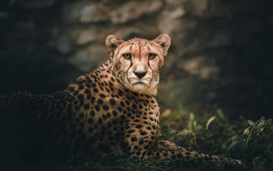 cheetah - 286039922