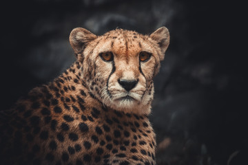 cheetah in grass