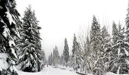 Fototapeta premium walking on a path through the forest in winter