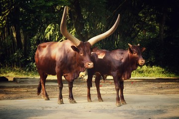 Large animals with long horn dwell in the safari road