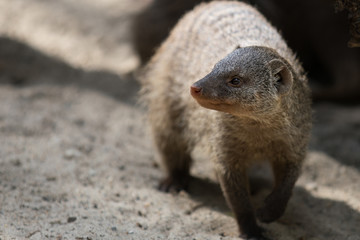 mongoose