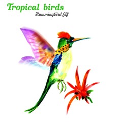 Obraz premium Tropical birds. Hummingbird elf