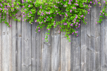 Brown grey wooden fence with beautiful green leaves plant and pink violet flowers border with empty copy space. Texture background of the old wood planks with climbing plant.