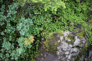 Obraz premium 北横岳の高山植物