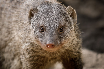 mongoose on lookout