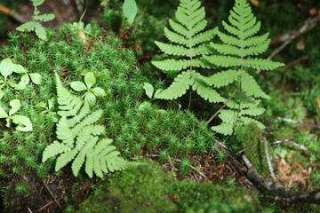北横岳の高山植物