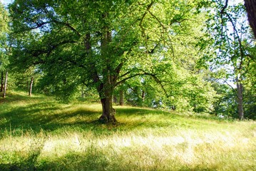 Fototapeta na wymiar tree in nature
