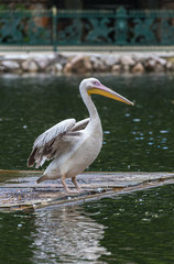 Pelican in water