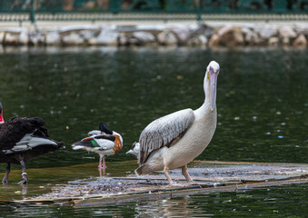 Pelican in water