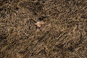 Texture of withered grass
