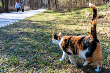 Cat  in a park.