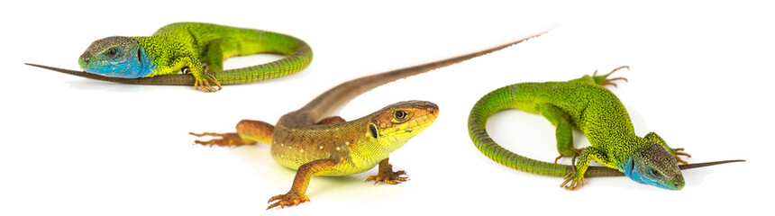 Green lizard set collection isolated on white background