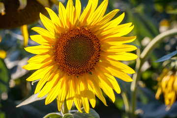 close-up of a beautiful sunflower in a field