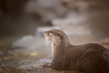 otter