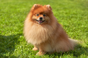 Portrait of a Pomeranian spitz on a background of green grass