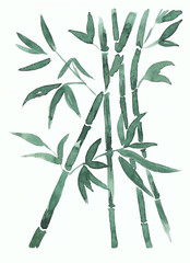 Bamboo in Japanese style. Floral illustrations, green ink and watercolor. Botanical pattern, flowers and leaves. Hand drawing for print, poster, background