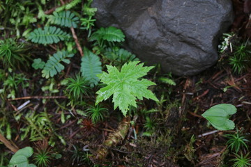 北横岳の高山植物