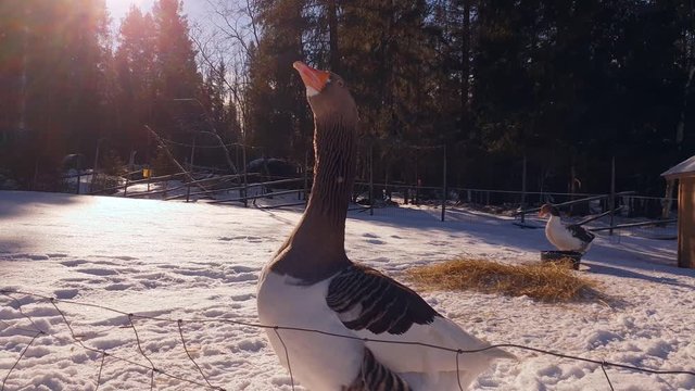 Slow motion close shot of angry goose
