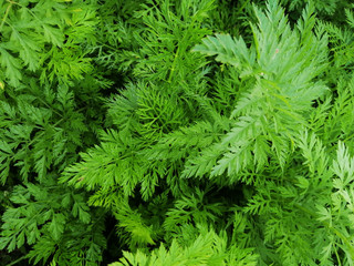 shot of texture green leaves of carrot