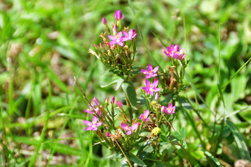 Centaurium (Gentianaceae family) in the mountains of Abkhazia In August