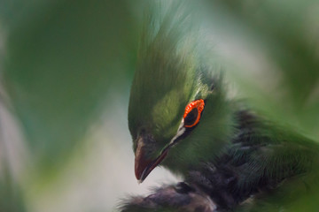 bird