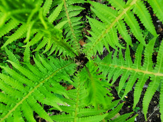 shot of texture big green leaves of garden plant